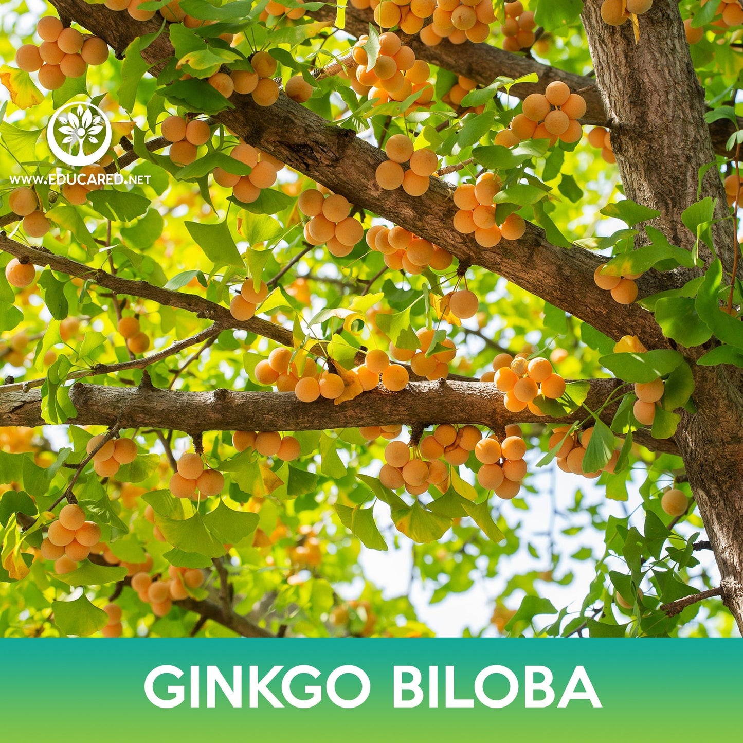 Ginkgo Biloba Tree Seeds
