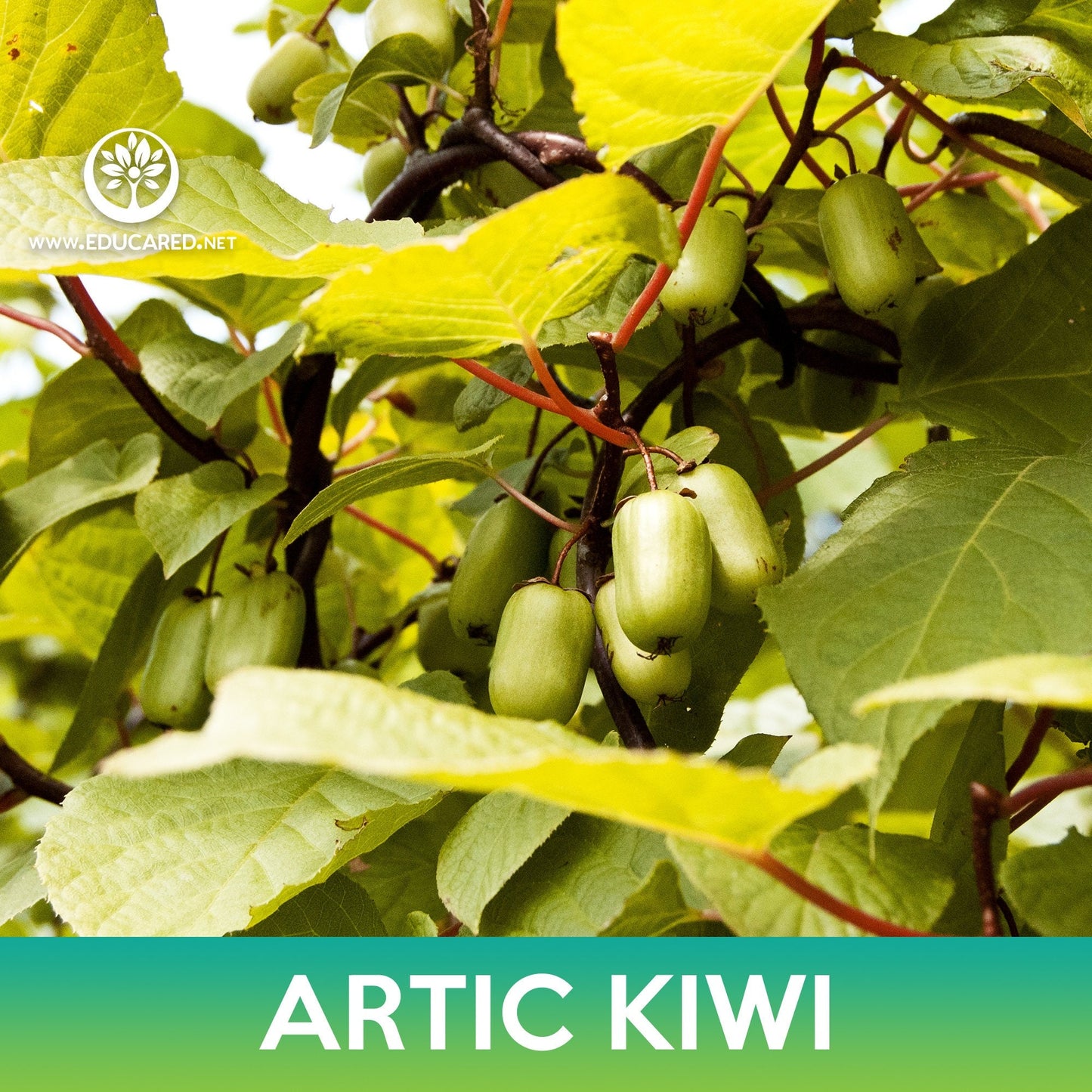 Artic Kiwi Tree Seeds, Actinidia kolomikta, Variegated Leaf Hardy Kiwi