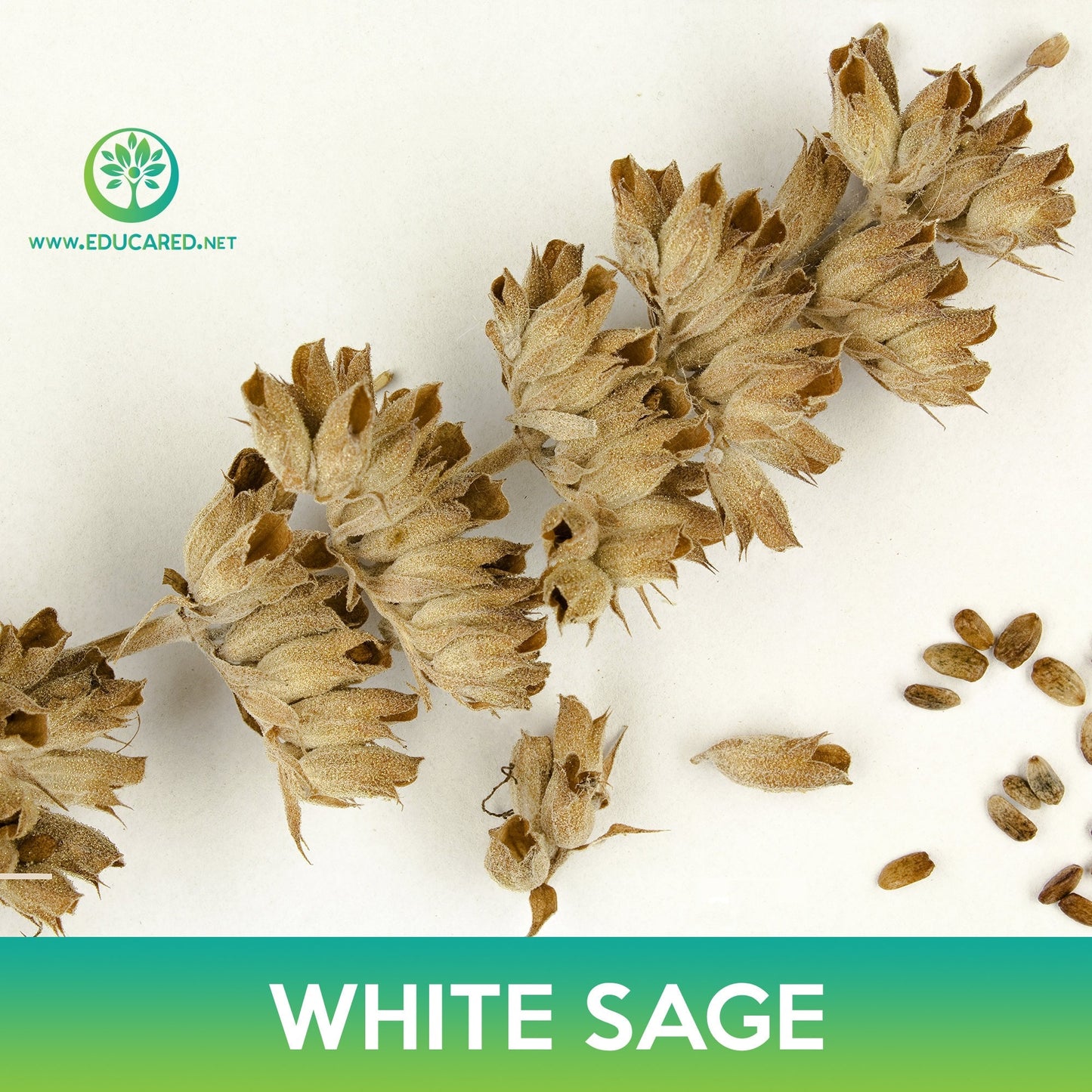White Sage Seeds, Sacred Sage, Salvia apiana