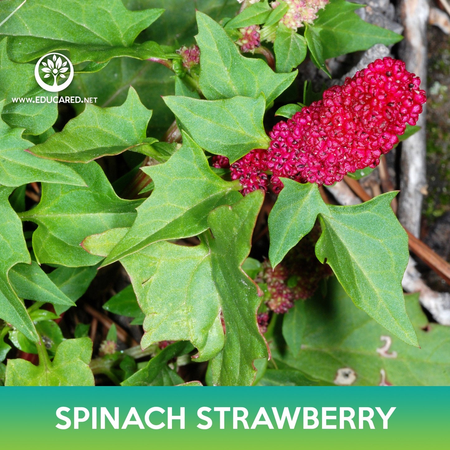 Spinach Strawberry Seeds, Chenopodium capitatum