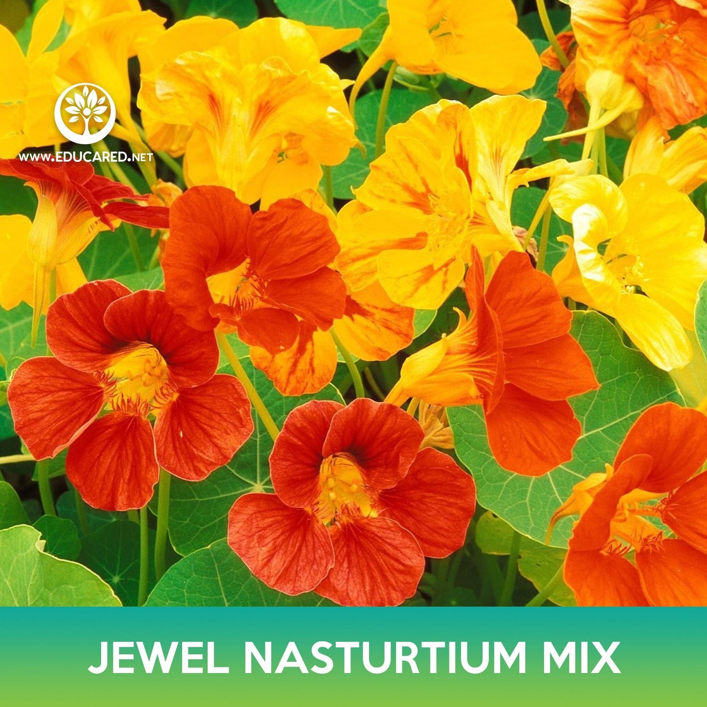 Jewel Nasturtium Flower Mix Seeds, Tropaeolum nanum