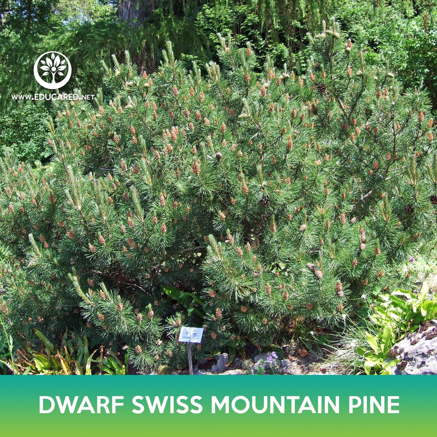 Dwarf Swiss Mountain Pine Tree Seeds
