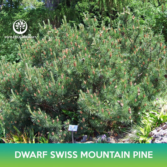 Dwarf Swiss Mountain Pine Tree Seeds