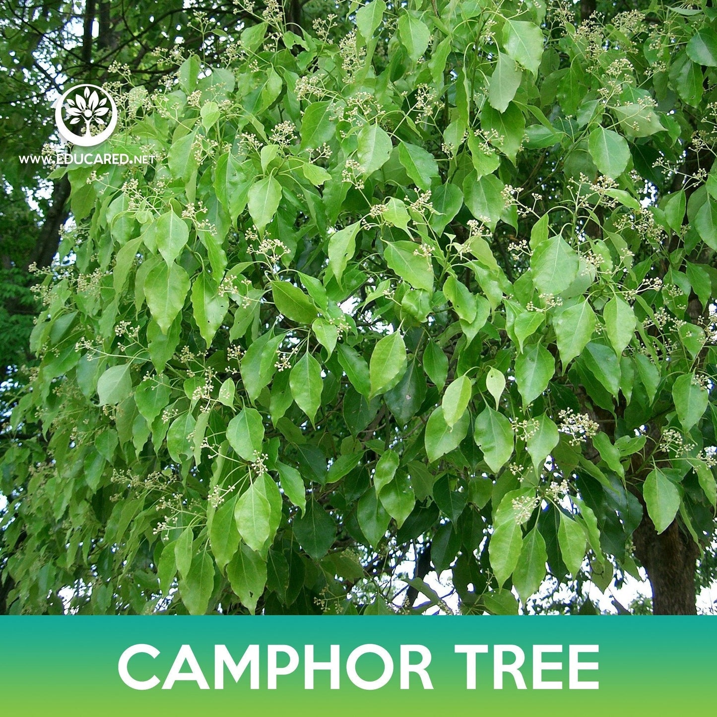 Camphor Tree Seeds, Camphora officinarum