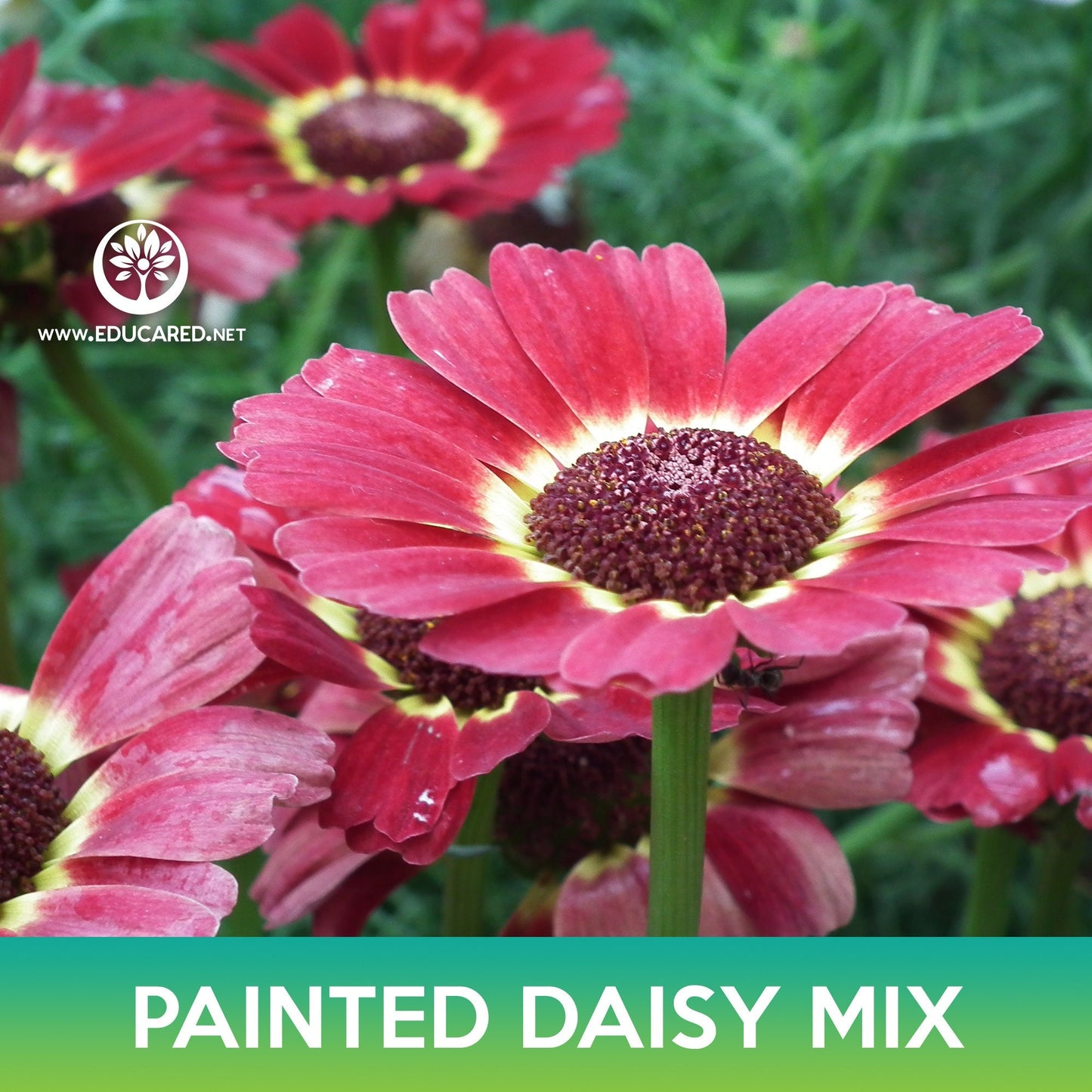 Painted Daisy Mix Seeds, Chrysanthemum carinatum