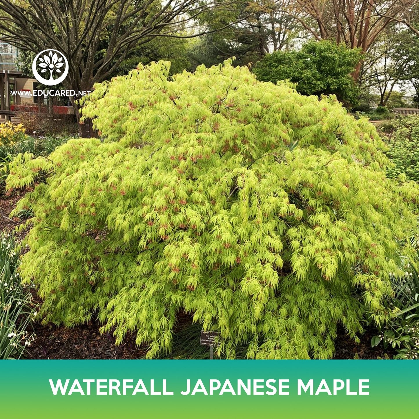 Waterfall Japanese Maple Tree Seeds, Acer palmatum waterfall