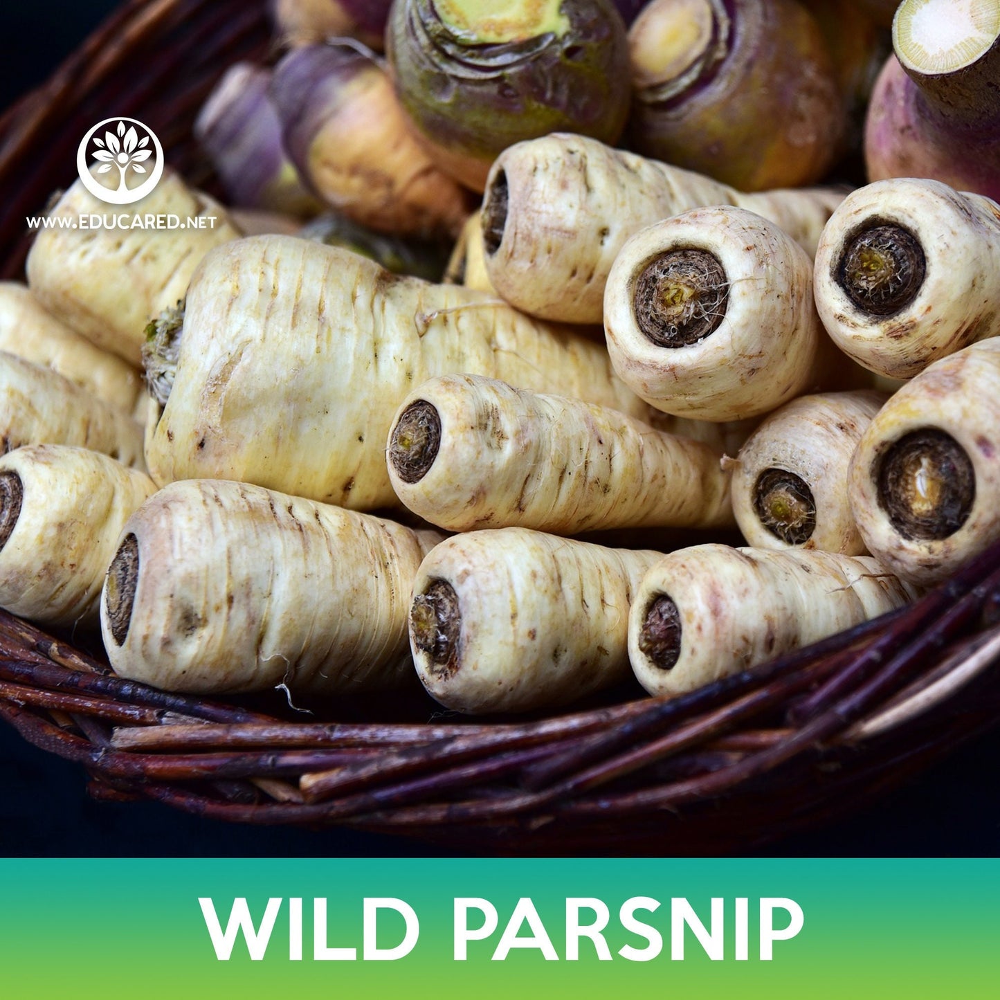 Wild Parsnip Seeds, Pastinaca sativa