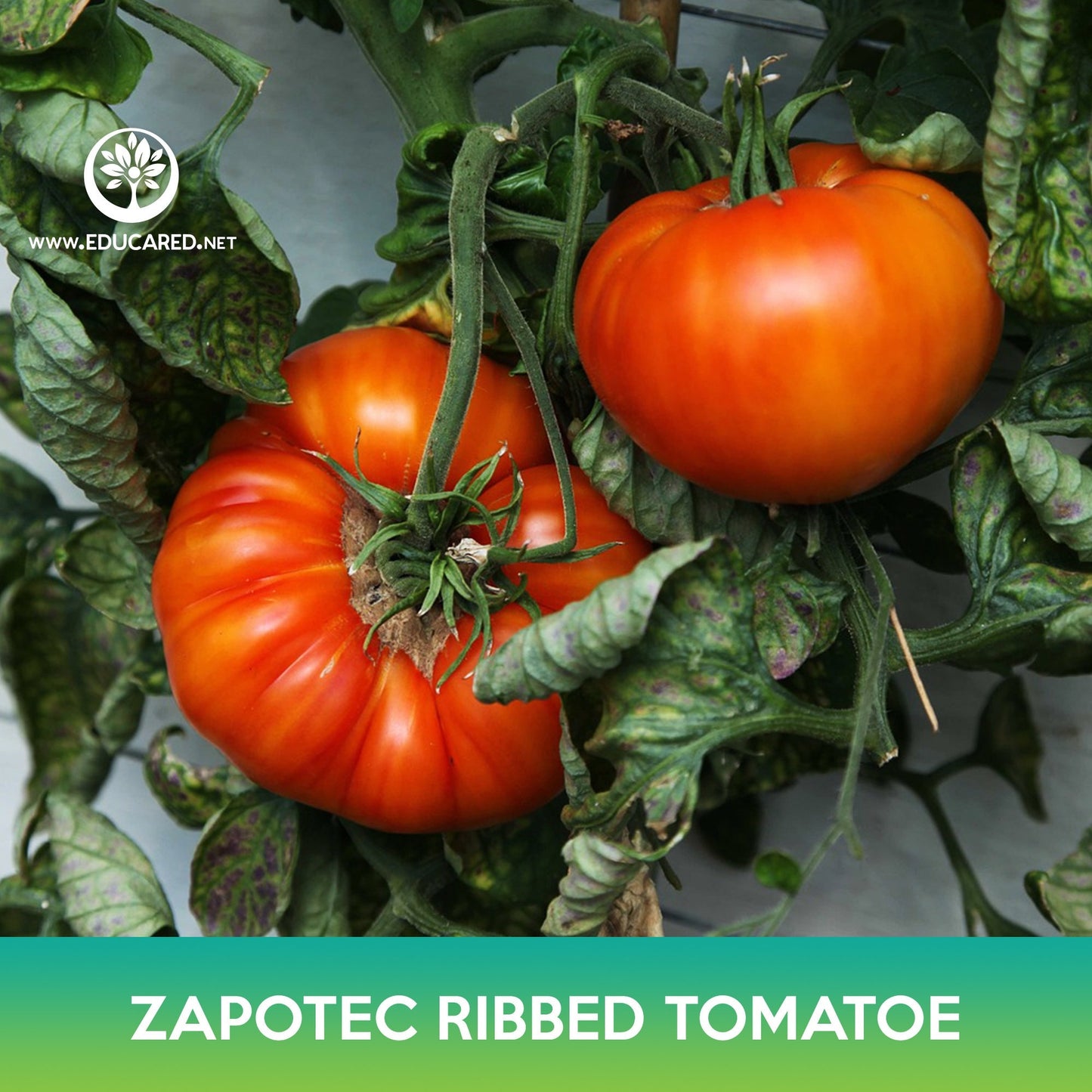 Zapotec Oaxacan Ribbed Tomato Seeds