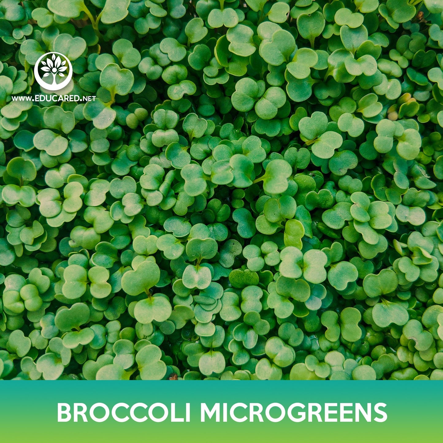 Broccoli Microgreens Seeds