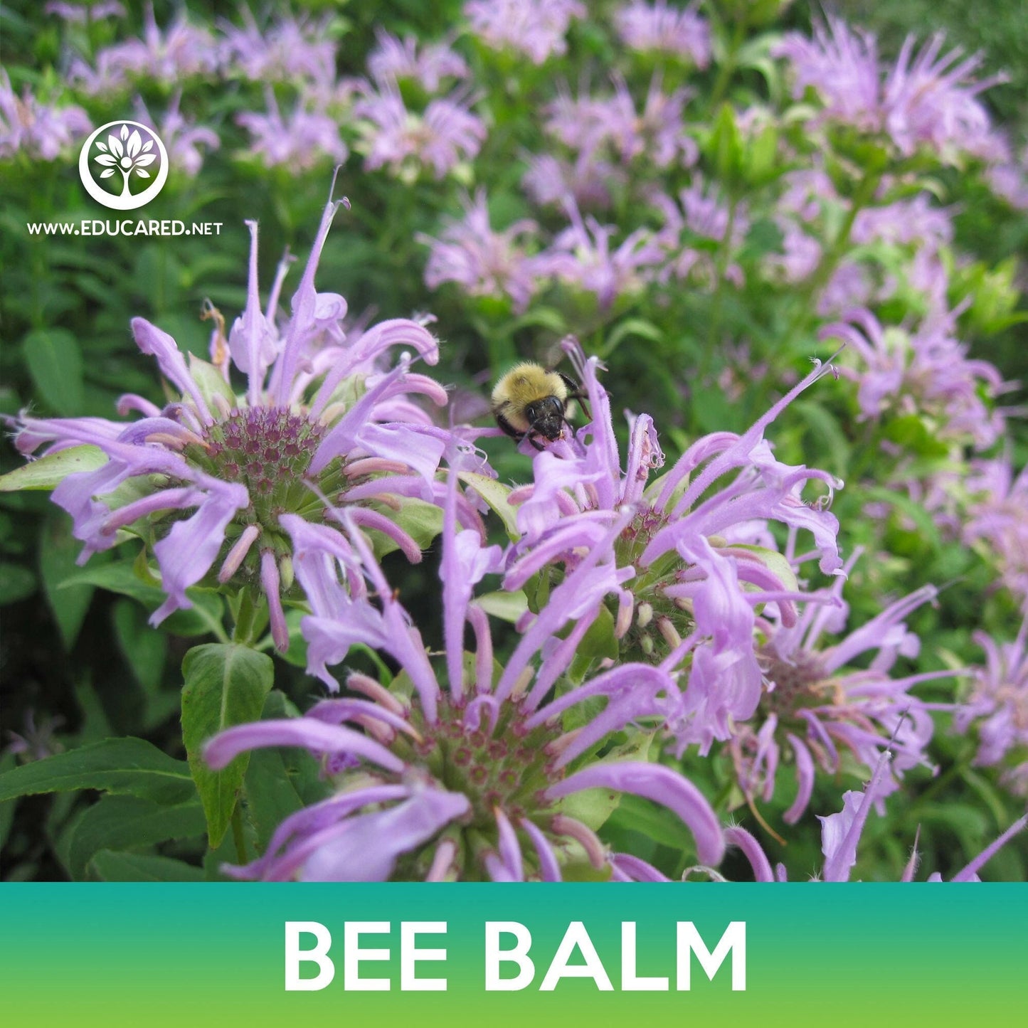 Bee Balm Seeds, Wild Bergamot