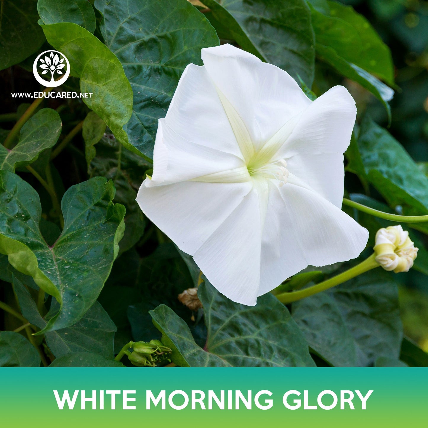 White Morning Glory Seeds, Moonflower