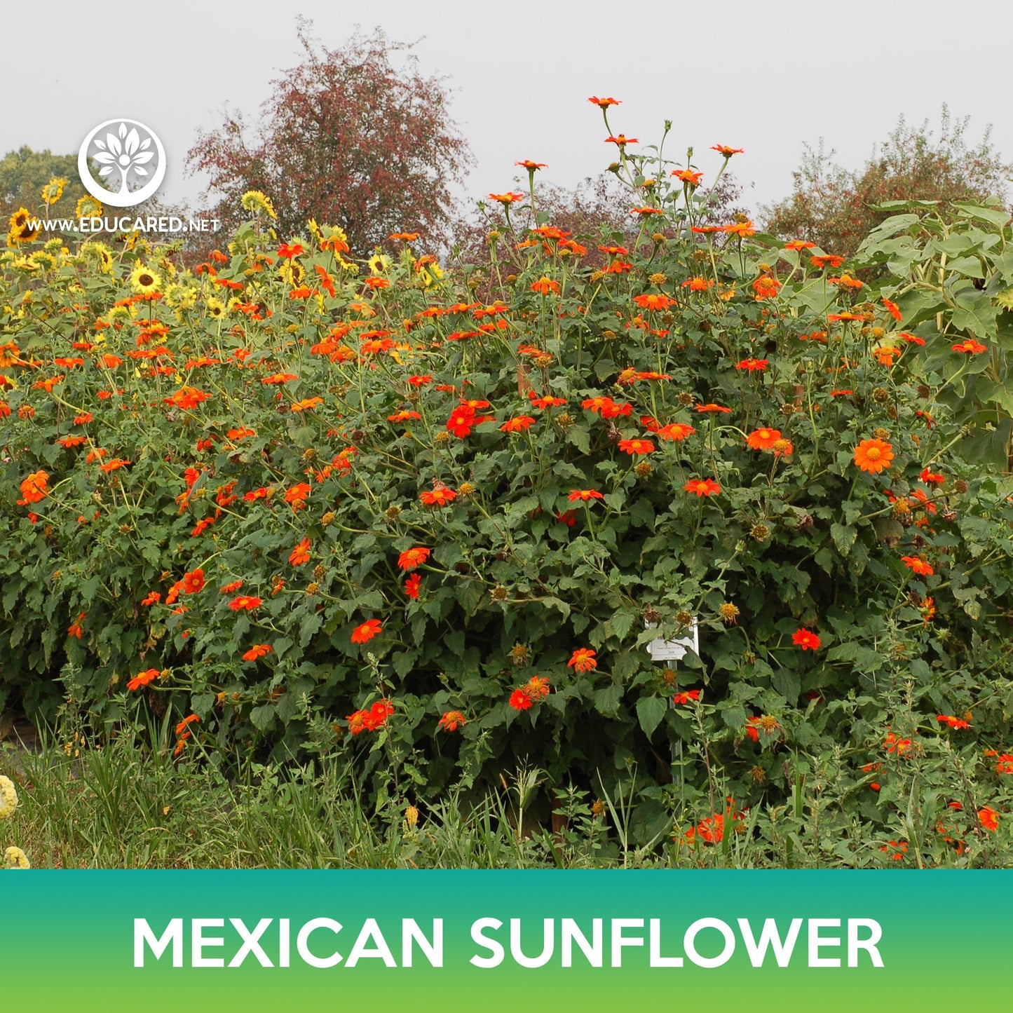 Mexican Sunflower Seeds