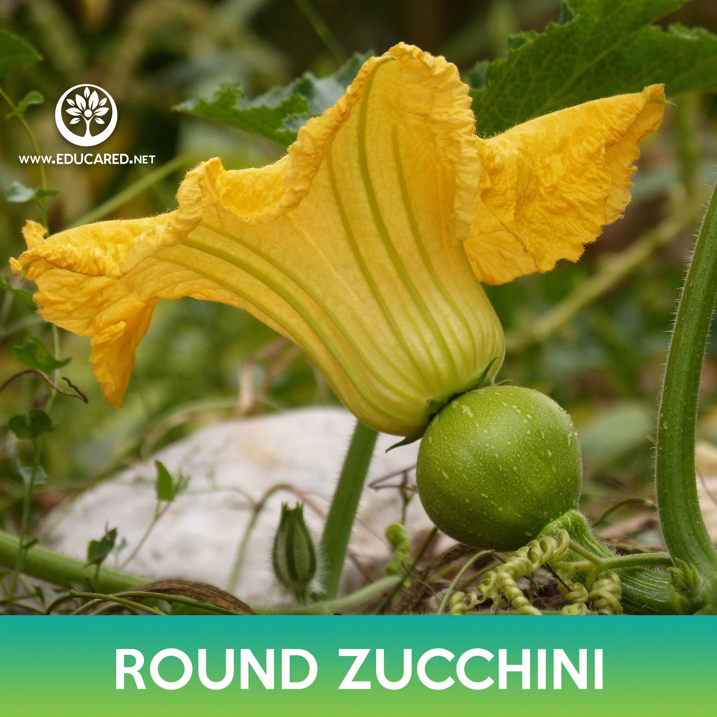 Round Zucchini Seeds