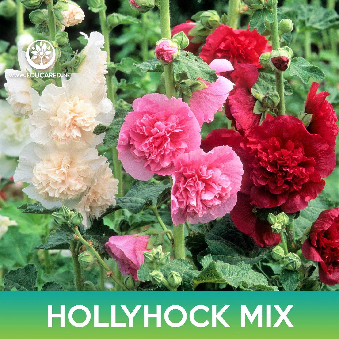 Hollyhock Flower Mix Seeds, Alcea rosea chater's double