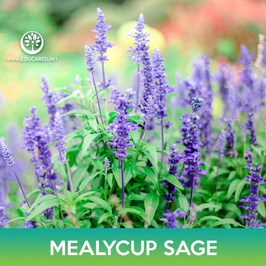Mealycup Sage Flower Seeds