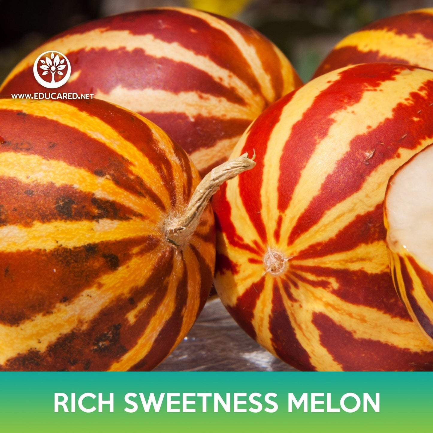 Rich Sweetness Melon Seeds
