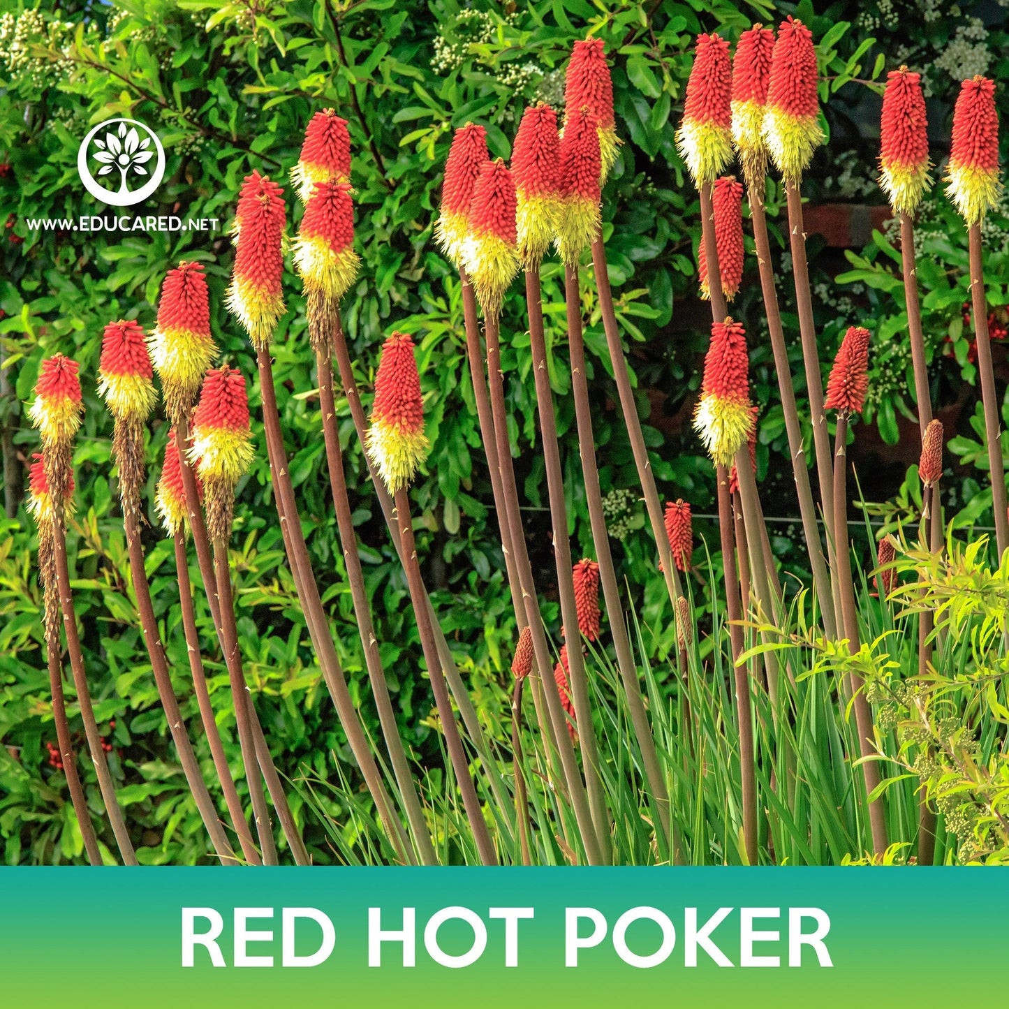 Red Hot Poker Seeds