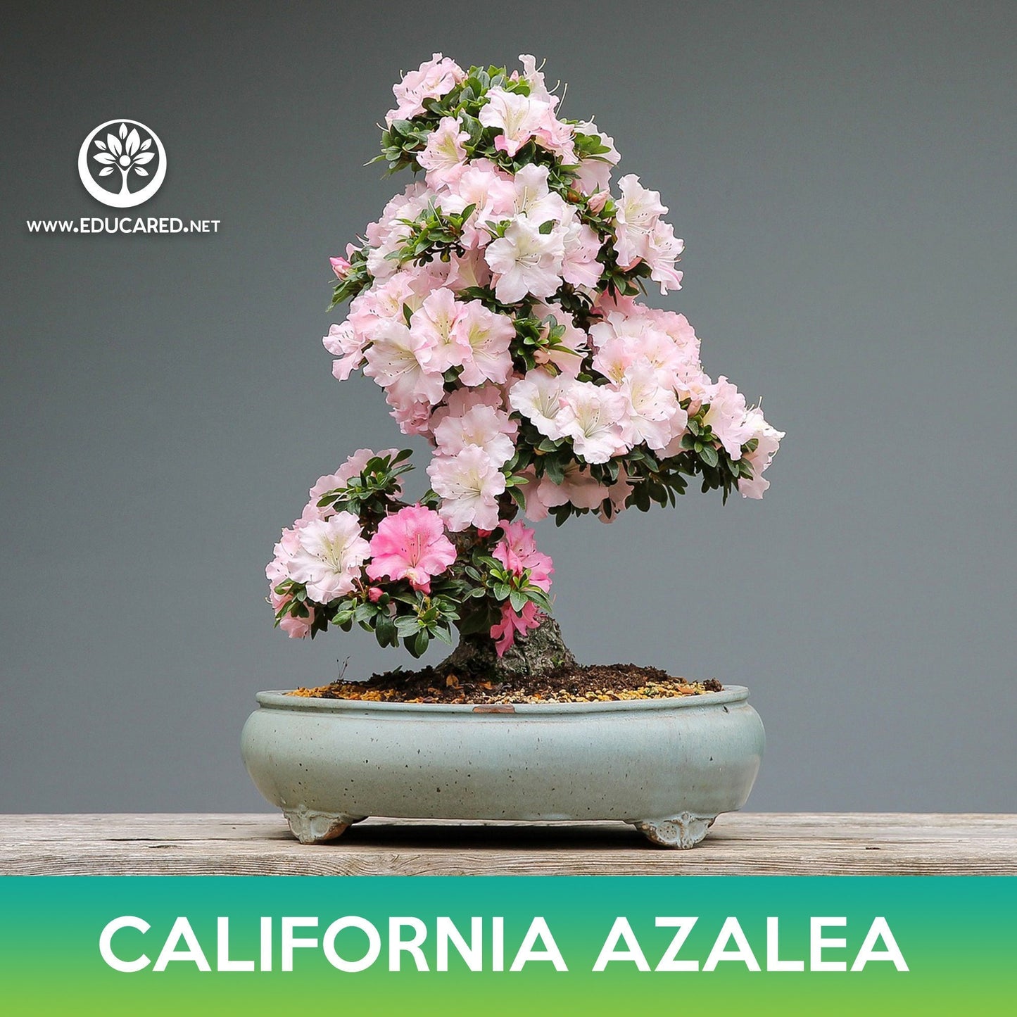 California Azalea Seeds, Western Azalea, Rhododendron occidentale