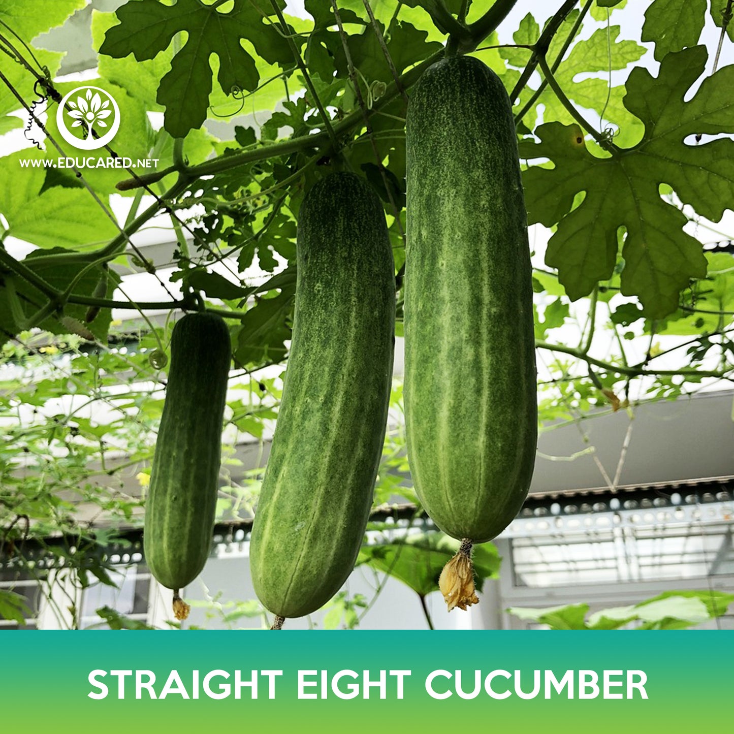 Straight Eight Cucumber Seeds
