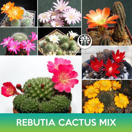 Rebutia Cactus Mix Seeds