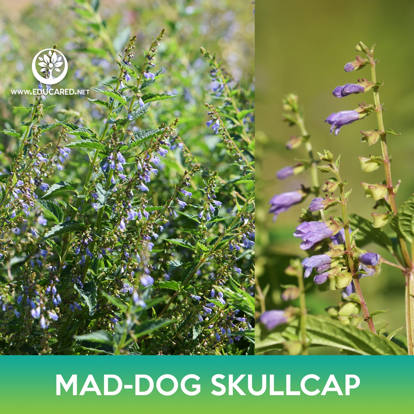 Mad-Dog Skullcap Seeds