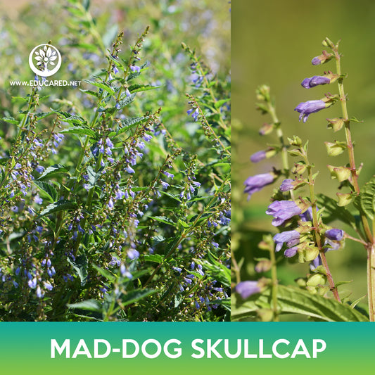 Mad-Dog Skullcap Seeds, Scutellaria lateriflora