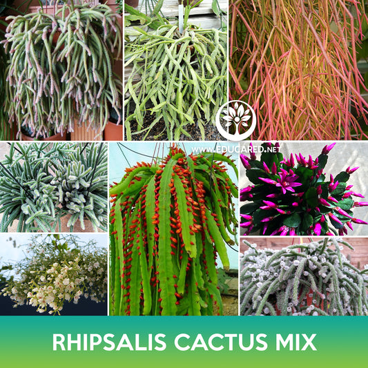 Rhipsalis Cactus Mix Seeds