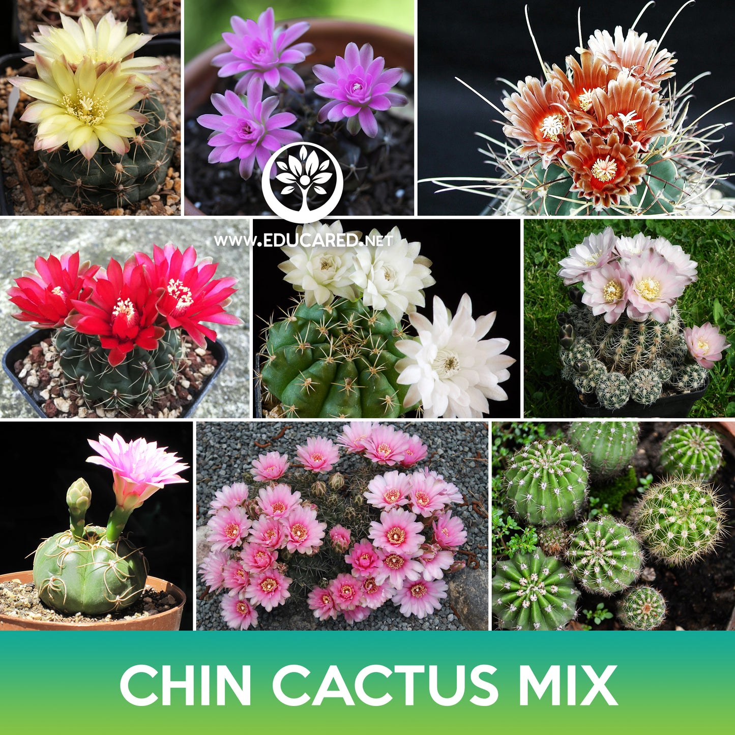 Chin Cactus Mix Seeds