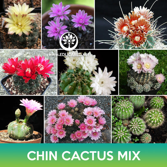 Chin Cactus Mix Seeds, Gymnocalycium