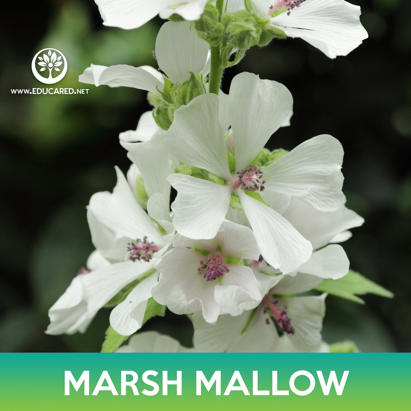Marsh Mallow Seeds