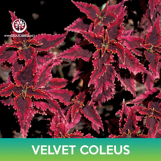 Velvet Coleus Seeds