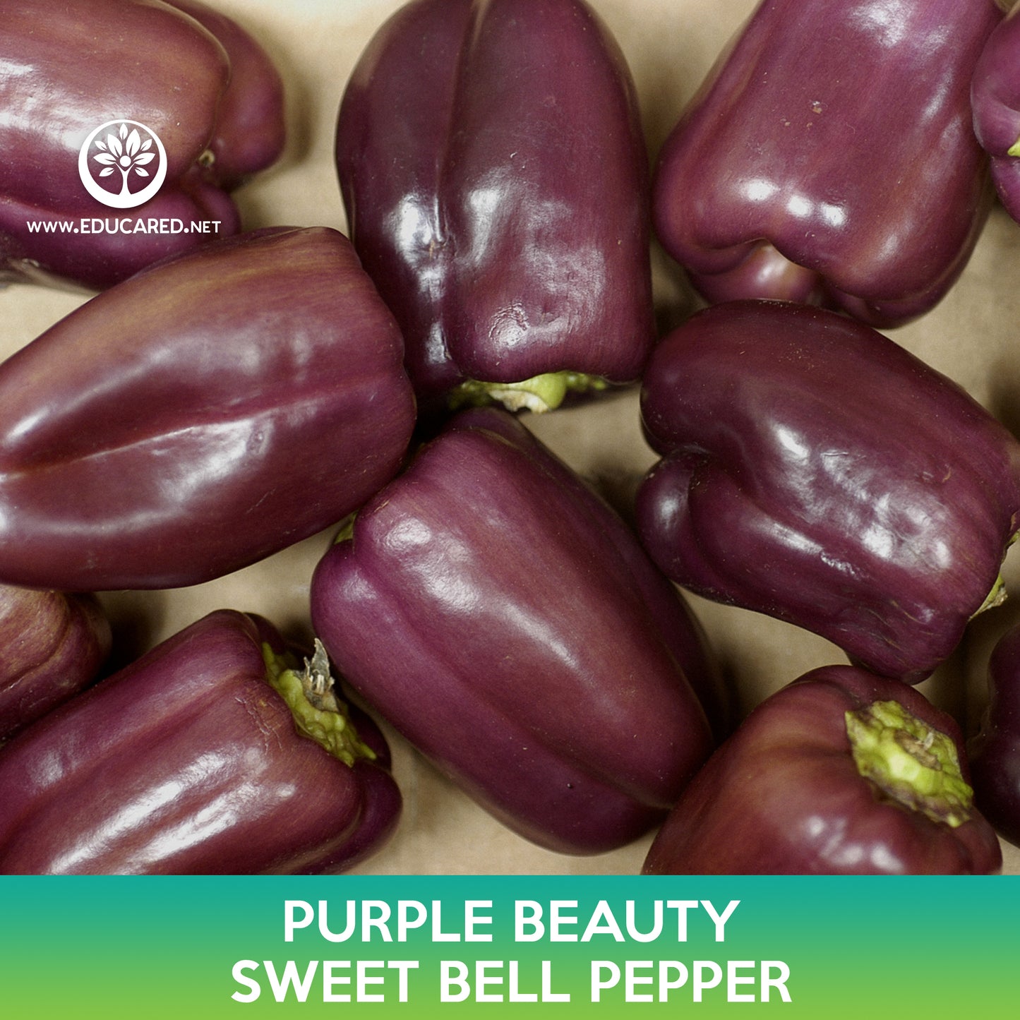 Purple Beauty Sweet Bell Pepper Seeds