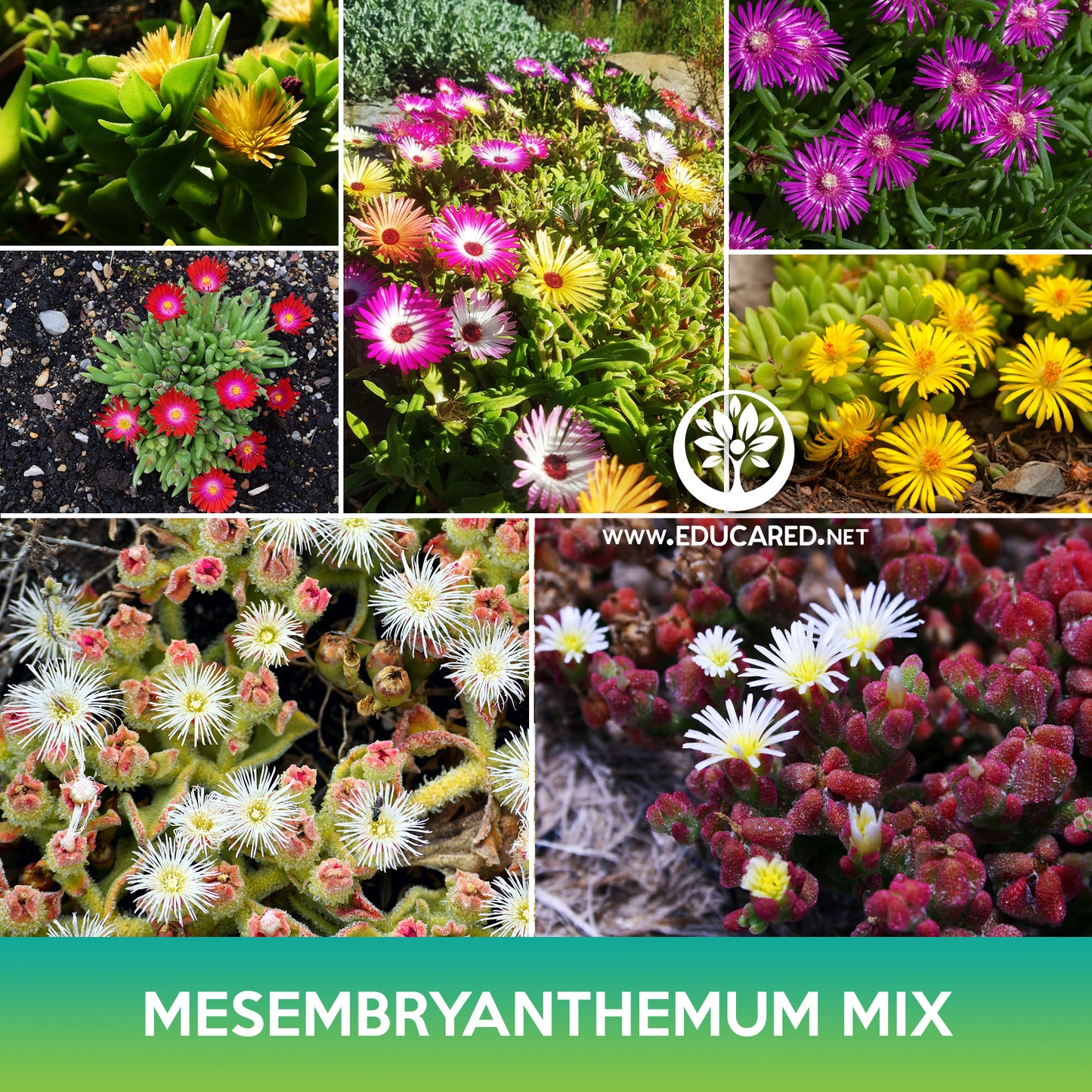 Mesembryanthemum Succulent Mix Seeds