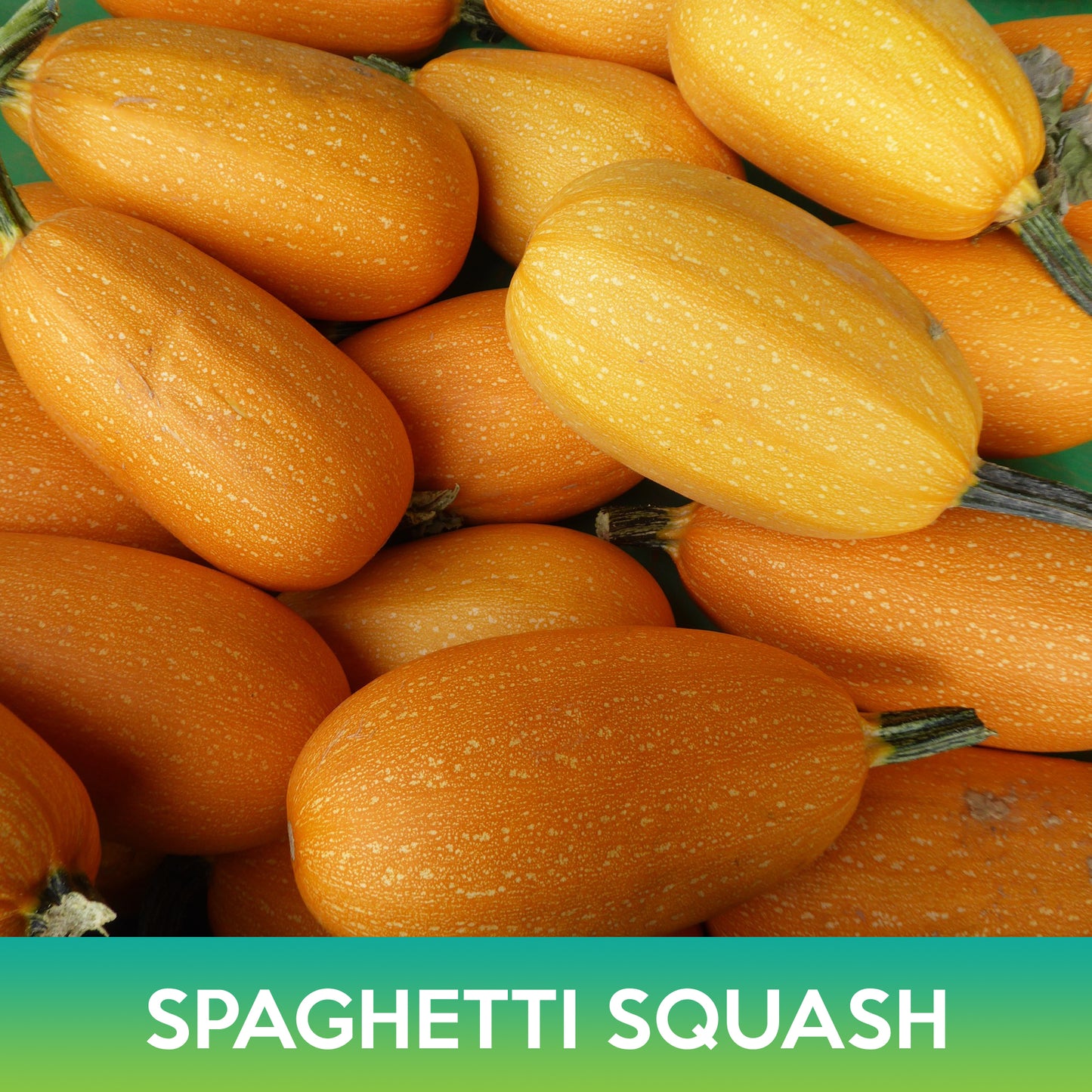 Spaghetti Squash Seeds