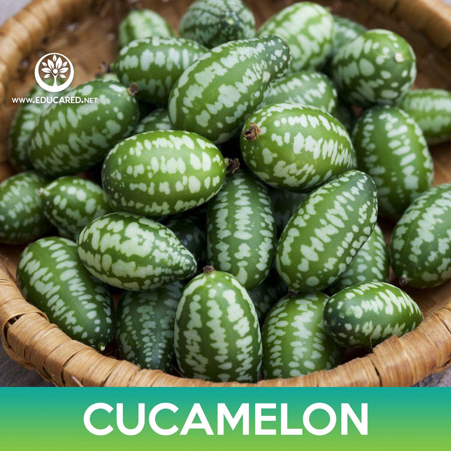 Cucamelon Seeds, Mouse Melon, Mexican Sour Gherkin