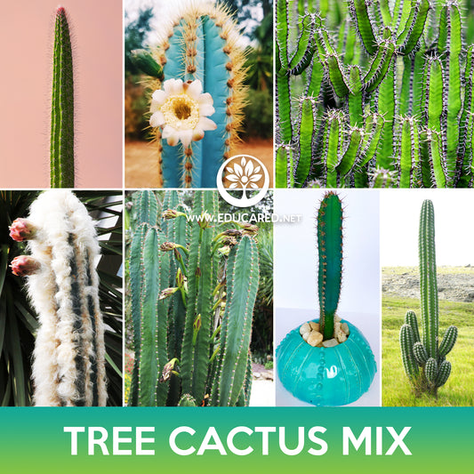 Tree Cactus Mix Seeds, Pilosocereus Seeds