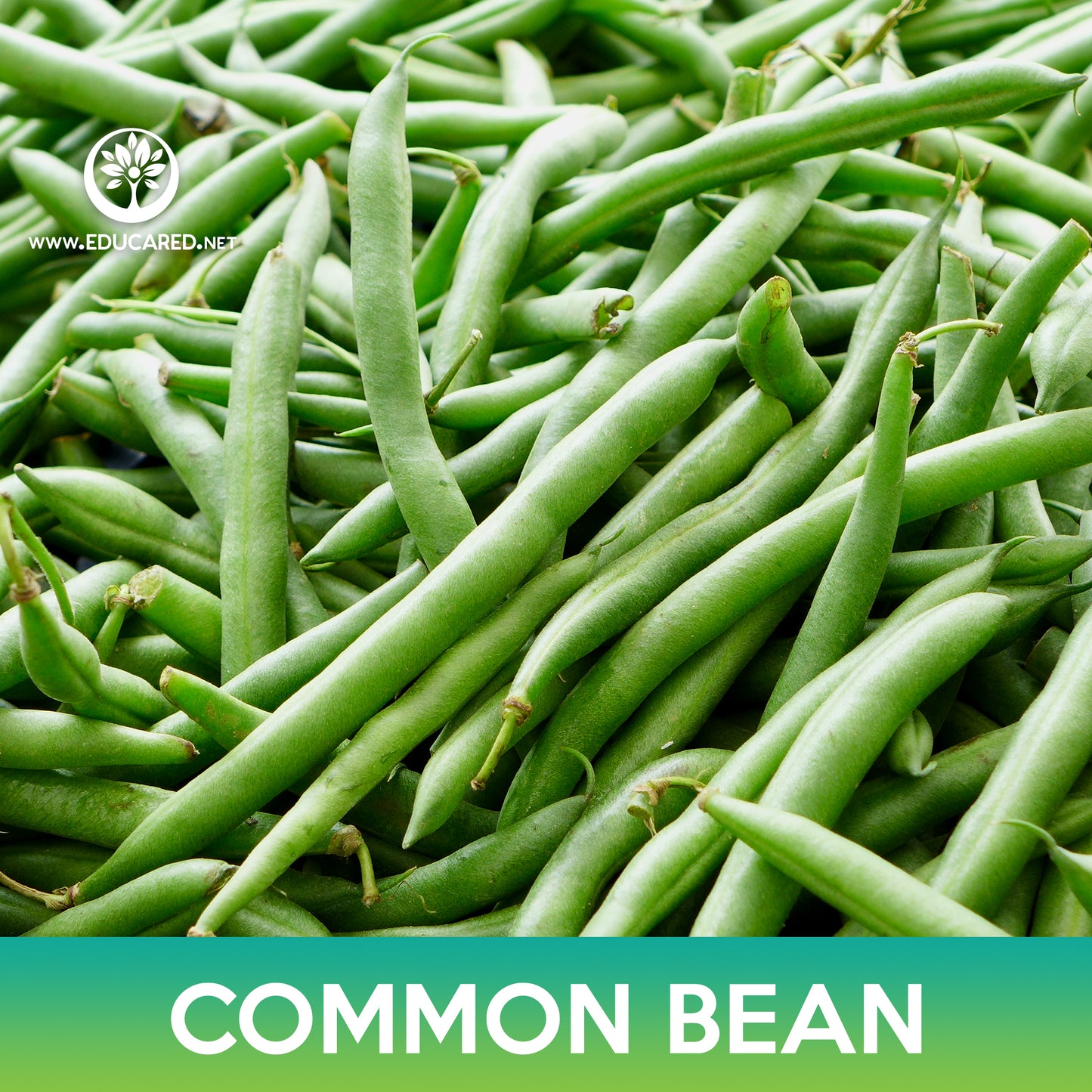 Common Bean Seeds, Maxibel Bean