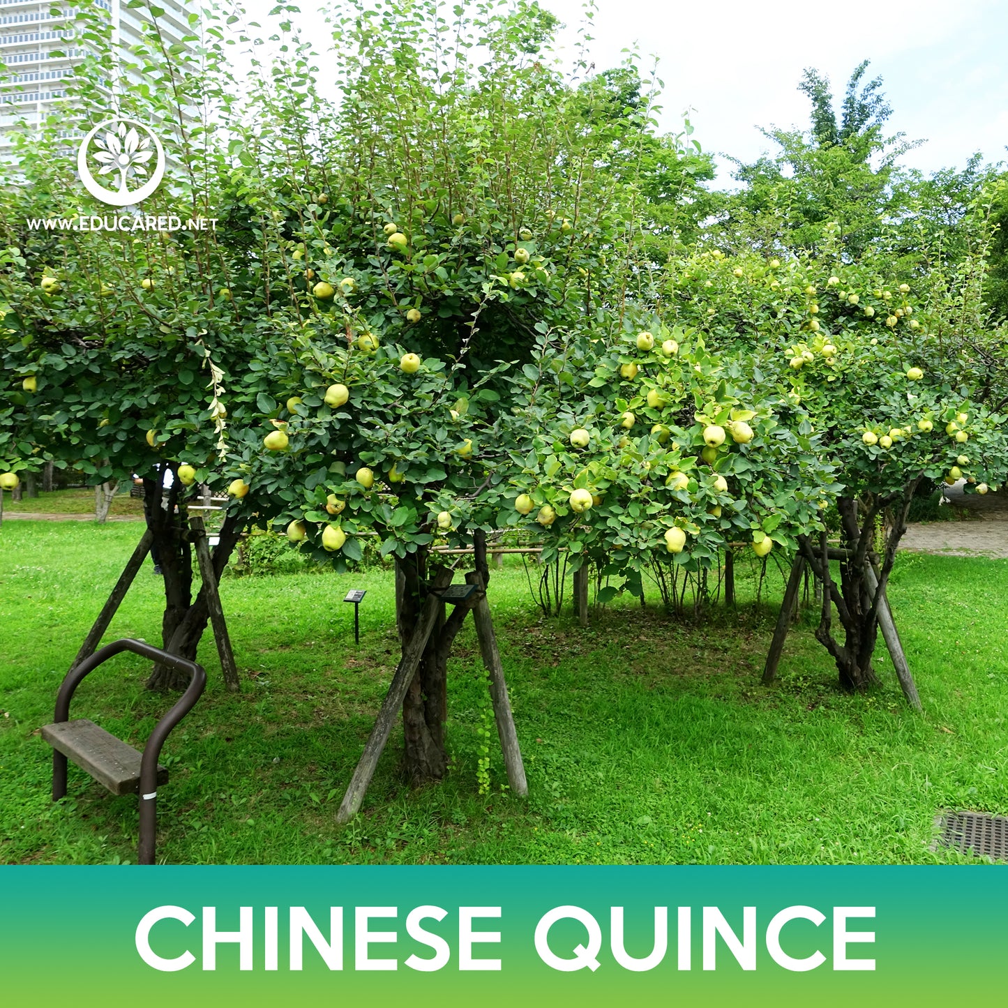 Chinese Quince Tree Seeds