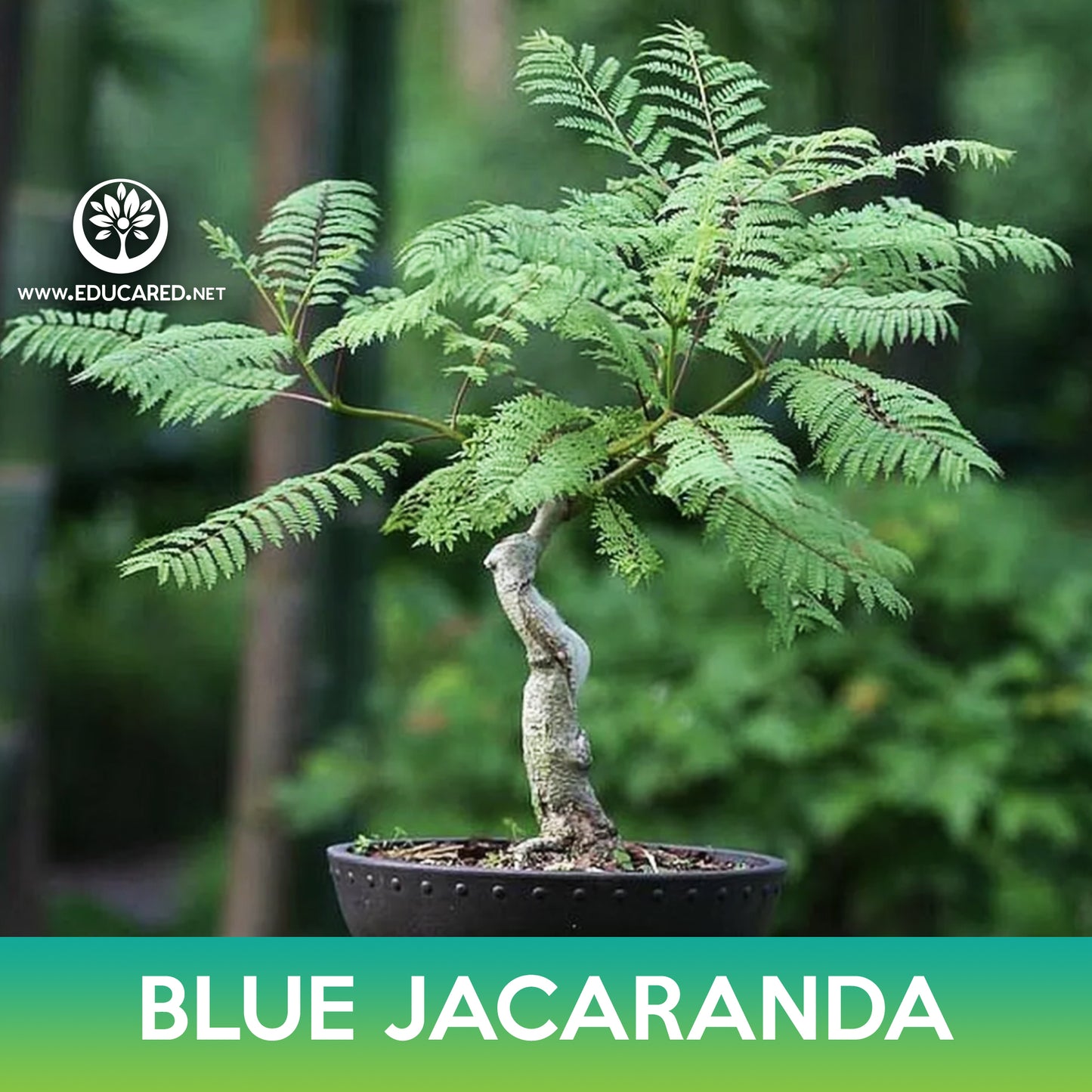 Blue jacaranda Tree Seeds, Jacaranda mimosifolia