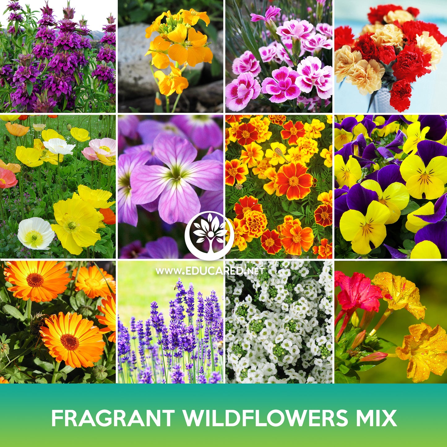 Fragrant Wildflowers Mix Seeds