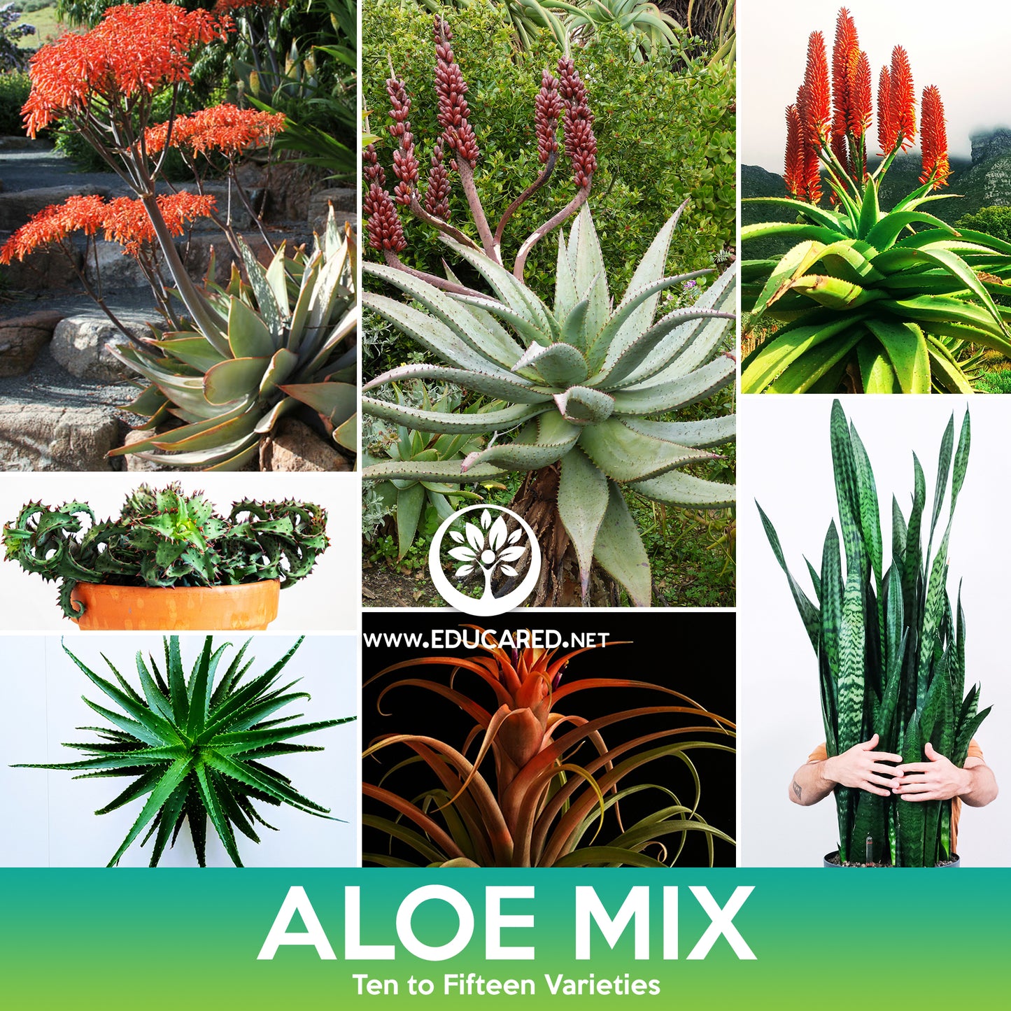 Aloe Succulents Mix Seeds