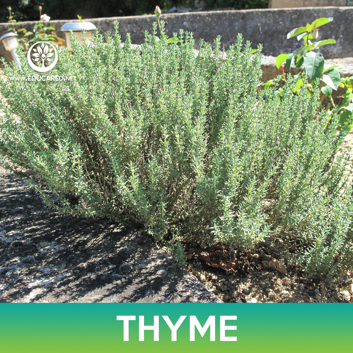 Thyme Seeds