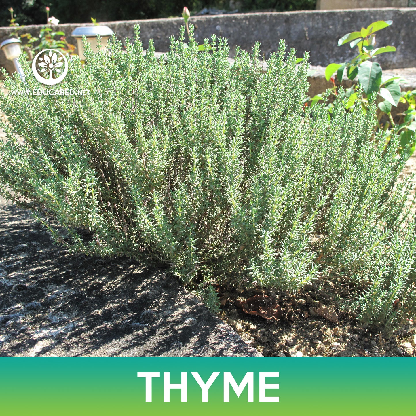 Thyme Seeds, Thymus vulgaris