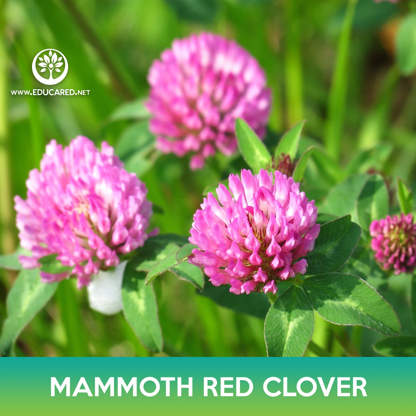 Mammoth Red Clover Seeds