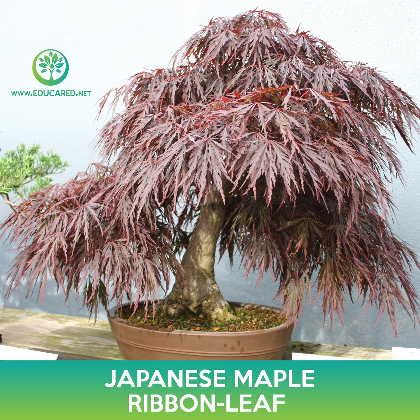 Ribbon Leaf Japanese Maple Seeds