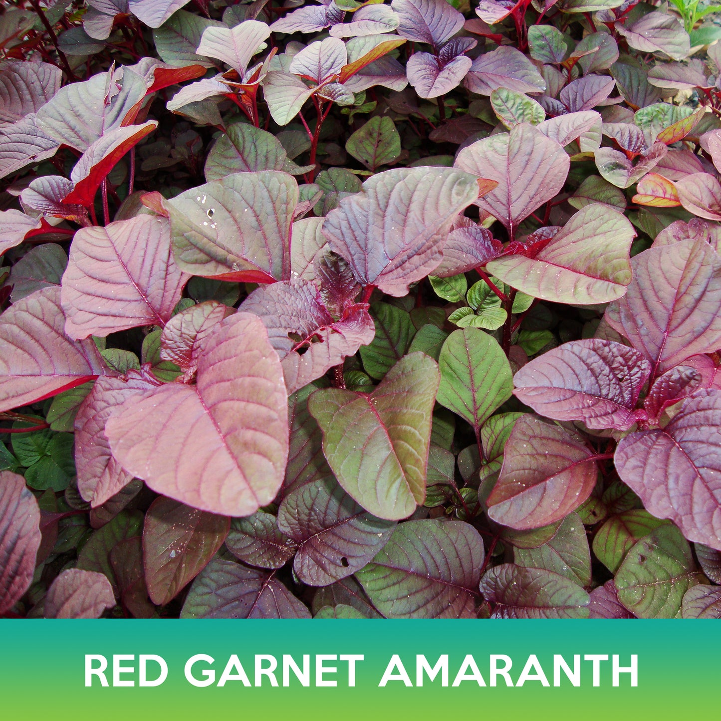 Red Garnet Amaranth Seeds, Edible Amaranth