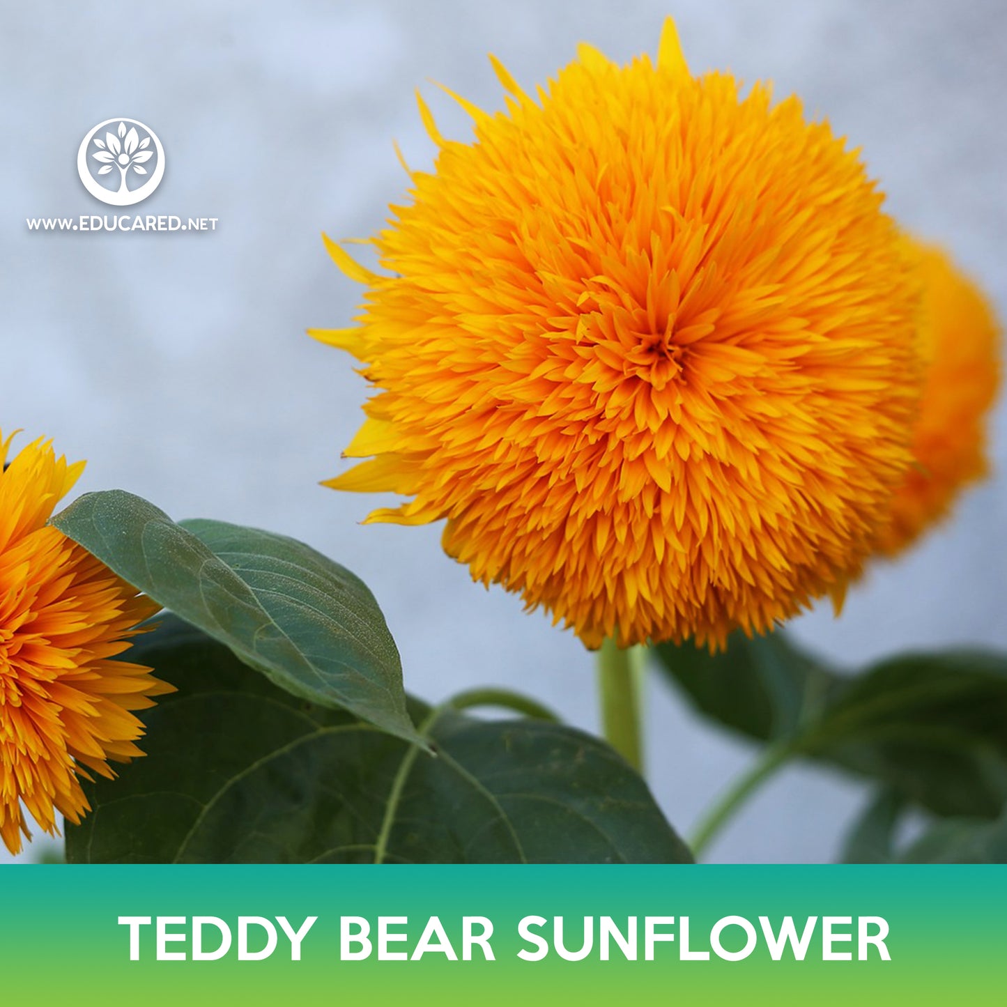 Teddy Bear Sunflower Seeds