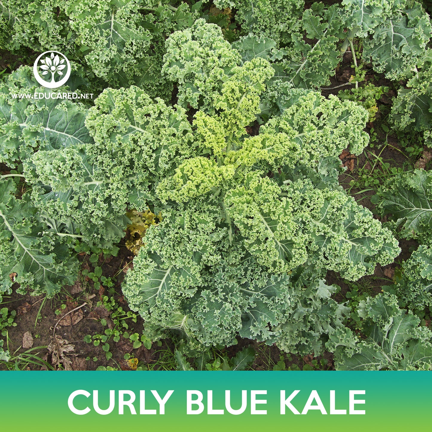 Curly Blue Kale Seeds, Brassica oleracea var sabellica