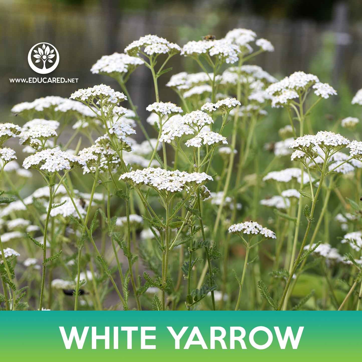 White Yarrow Seed, Achillea millefolium