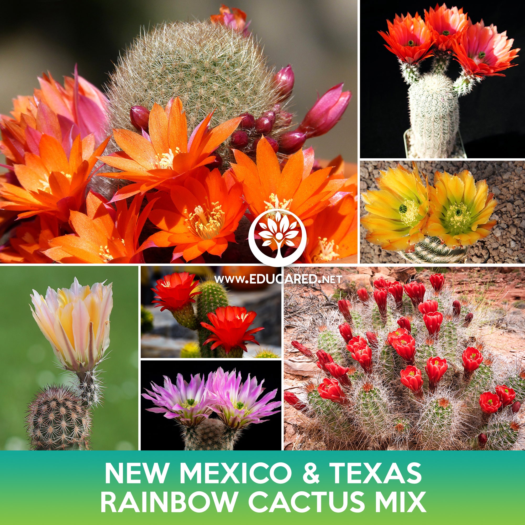 rainbow cactus succulent New Mexico and Texas Rainbow Cactus Mix Seeds – Educared